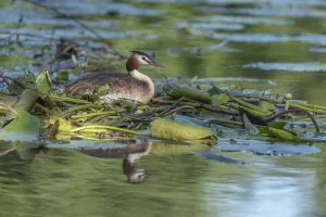 River Bird Photography Drucke: Great crested grebe brooding its eggs on its floating nest on a river