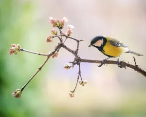 Paridae Bird Species Drucke: Great tit on a perch