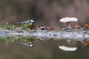 Red Fly Agaric Mushroom Drucke: Great tit and toadstool in forest