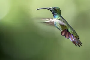 Grünbrust-Mango (Anthracothorax prevostii) männlich fliegt.
