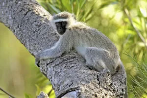 Green Monkey Drucke: Green Monkey (Cercopithecus aethiops)