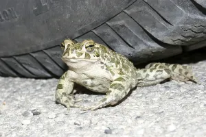 Uninhabited Outdoor Scenes Drucke: Green toad