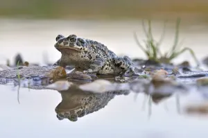 Saxony Anhalt Nature Drucke: Green Toad (Bufo viridis complex)