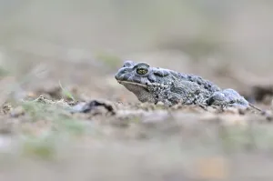 Eastern Germany Wildlife Drucke: Green Toad (Bufo viridis complex)
