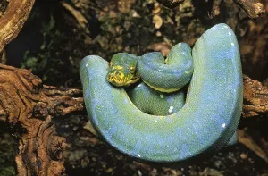 No People Exterior Photographs Drucke: GREEN TREE Green Tree Python (morelia viridis)