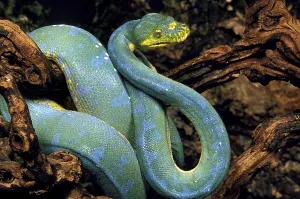Green Tree Python Drucke: GREEN TREE Green tree python (morelia viridis)