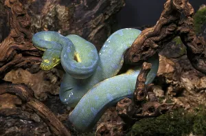 Green Tree Python Drucke: GREEN TREE Green tree python (morelia viridis)