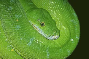Wild Animals In North Rhine Westphalia Drucke: Green tree python (Chondropython viridis)