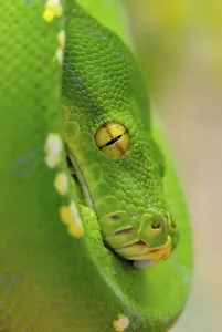 Green Tree Python (Chondropython viridis)
