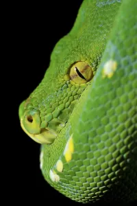 Green Tree Python (Chondropython viridis)