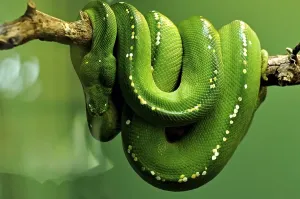 Constrictor Snake Species Drucke: Green tree python (Chondropython viridis)
