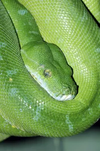 Deserted Nature Landscape Drucke: Green Tree Python (Chondropython viridis)