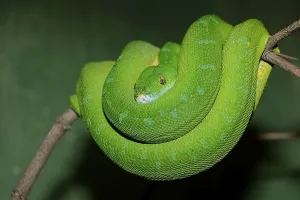 Green Tree Python Drucke: Green Tree Python (Chondropython viridis)