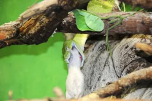 Green Tree Python Drucke: Green tree python (Chondropython viridis)
