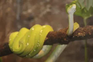 Green Tree Python Drucke: Green tree python (Chondropython viridis), captive