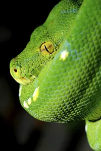 Green Tree Python Drucke: Green Tree Python (Chondropython viridis or Morelia viridis)