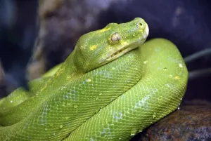 Zoo Animals In Germany Drucke: Green Tree Python (Chondropython viridis or Morella viridis) at a zoo in Germany