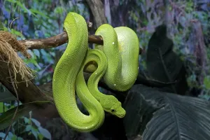 Natural Habitat Images Germany Drucke: Green Tree Python (Morelia viridis)