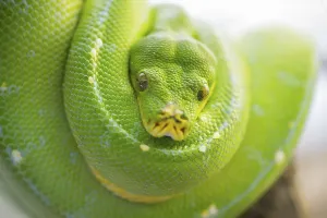 No People In The Image Drucke: Green tree python (Morelia viridis)