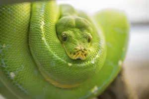 Captive Snake Photography Drucke: Green tree python (Morelia viridis)
