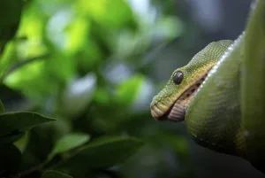 Serpentes Images Drucke: Green tree python (Morelia viridis)