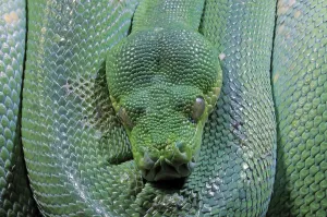 Close Up Wildlife Photos Drucke: Green Tree Python (Morelia viridis)