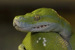 Constrictor Snakes Drucke: Green tree python (Morelia viridis)