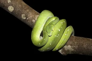 Uninhabited Jungle Scene Drucke: Green Tree Python (Morelia viridis)