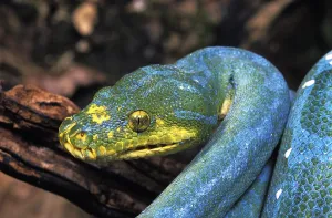 Reptile Portrait Photography Drucke: Green Tree Python (morelia viridis)