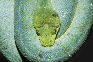 Green Tree Python Drucke: Green tree python, Morelia viridis