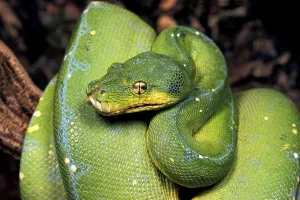 Green Tree Python Drucke: GREEN TREE PYTHON (morelia viridis)