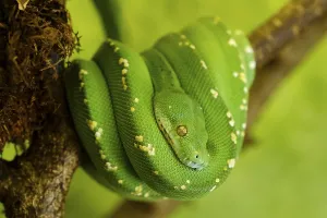 Green Tree Python Drucke: Green Tree Python (Morelia viridis)