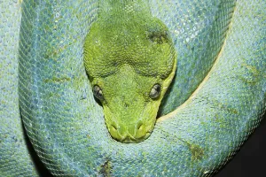 Green Tree Python Drucke: Green tree python, Morelia viridis