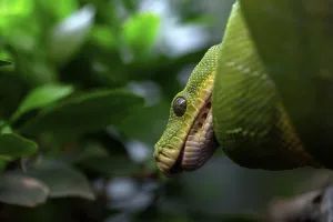Green Tree Python Drucke: Green tree python (Morelia viridis)