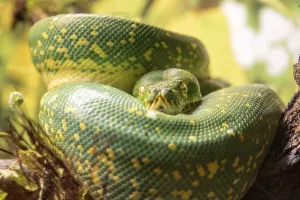 Green Tree Python Drucke: Green tree python (Morelia viridis)