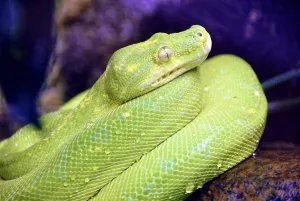 Green Tree Python Drucke: Green tree python (morelia viridis)