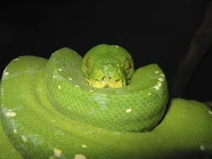 Green Tree Python Drucke: Green tree python (Morelia viridis)
