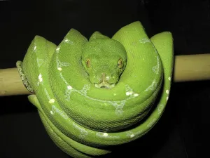 Green Tree Python Drucke: Green tree python (Morelia viridis)