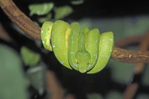 Green Tree Python Drucke: Green Tree Python (morelia viridis)