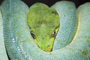 Green Tree Python Drucke: Green tree python, Morelia viridis