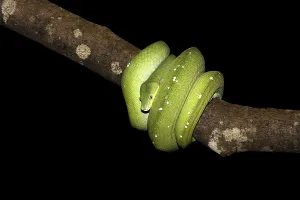 Green Tree Python Drucke: Green Tree Python (Morelia viridis)