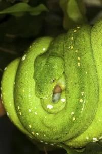 Green Tree Python Drucke: Green Tree Python (morelia viridis)