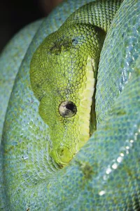 Green Tree Python Drucke: Green Tree Python (Morelia viridis)