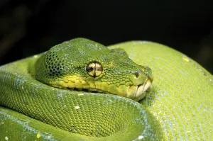 Green Tree Python Drucke: Green tree python (morelia viridis)