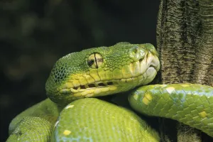 Green Tree Python Drucke: Green Tree Python (morelia viridis)