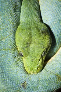 Green Tree Python Drucke: Green tree python, Morelia viridis