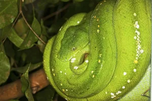 Green Tree Python Drucke: Green Tree Python (morelia viridis)