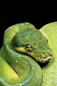 Green Tree Python Drucke: Green Tree Python (morelia viridis)