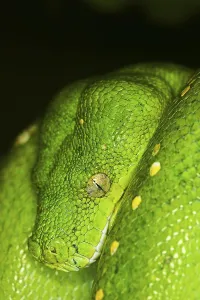 Green Tree Python Drucke: Green Tree Python (morelia viridis)