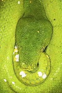 Green Tree Python Drucke: Green tree python (morelia viridis)